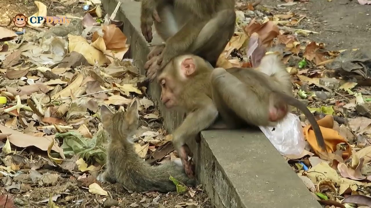 monkey Rescued poor baby kitten / 5-Minute Animal