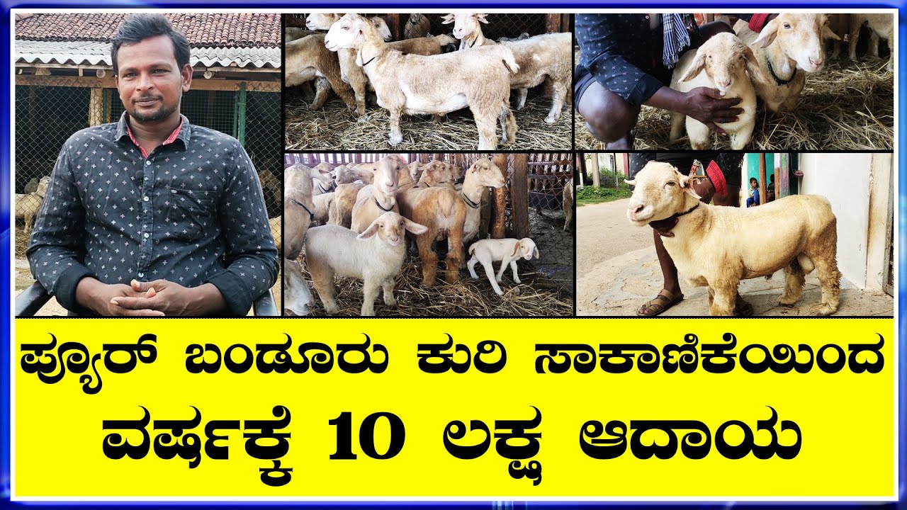 ವರ್ಷಕ್ಕೆ 30 ಬಂಡೂರು ಕುರಿಮರಿ ಸೇಲ್  ಬಂಡೂರು ಕುರಿ ಸಾಕಾಣಿಕೆಗೆ ಮುಖ್ಯವಾಗಿ ಟಗರು ಸೆಲೆಕ್ಷನ್ ಮುಖ್ಯ Bandur Sheep