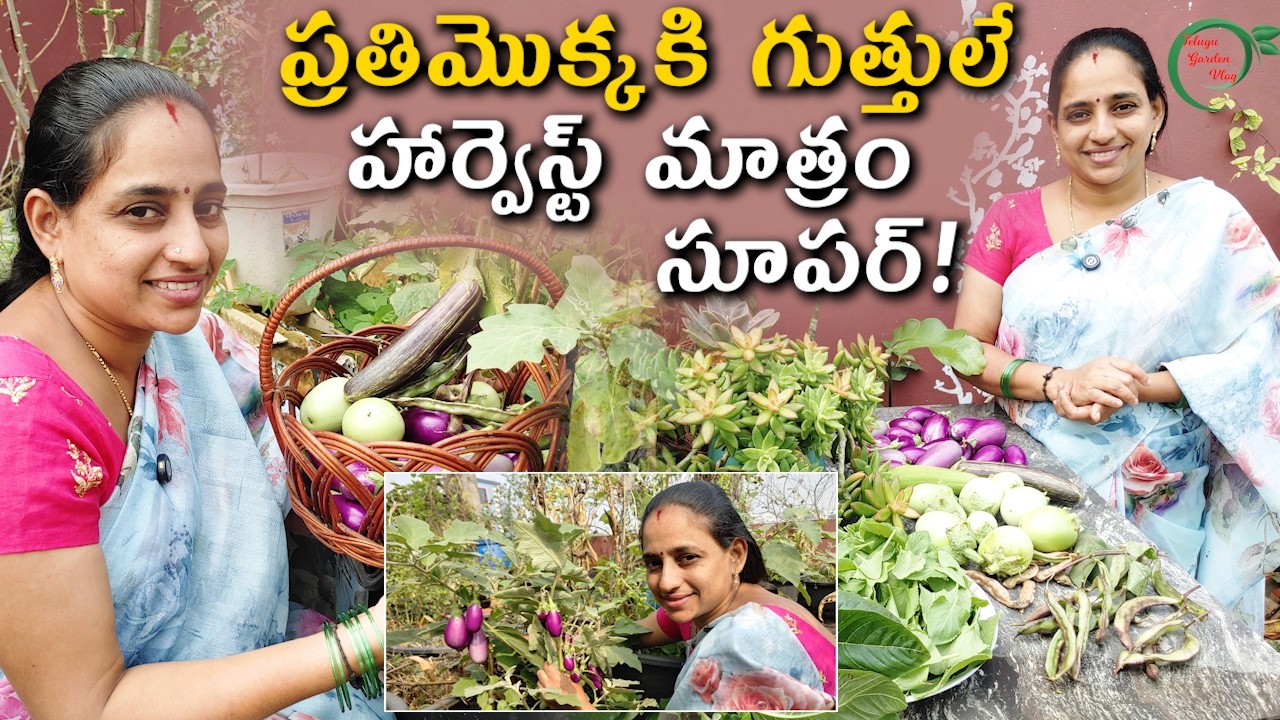 Beautiful Harvest | ప్రతిమొక్కకి గుత్తుగుత్తులే హార్వెస్ట్ మాత్రం సూపర్ || TELUGU GARDEN VLOG