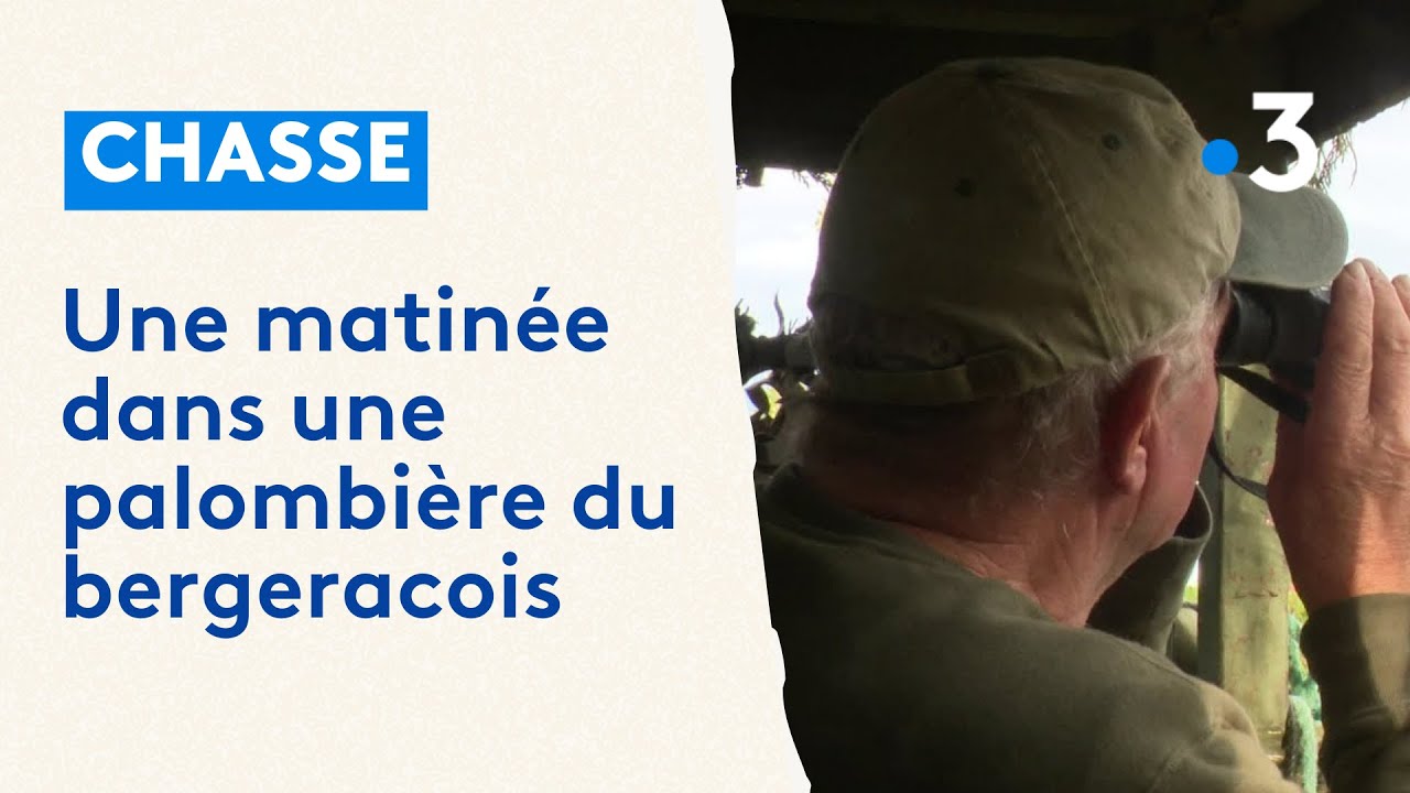 Chasse : une matinée dans une palombière du bergeracois