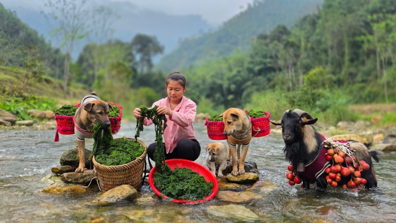 Harvesting river moss in a peaceful mountain area with dogs and goats. 🌿🐐🐕 - ha thi muon