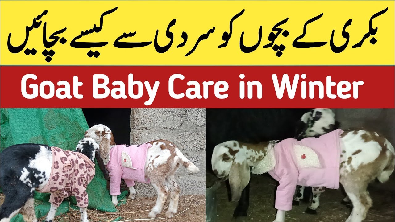 How to Care Goat Baby in Winter | Goat Baby Care in Cold Weather | Goat Farming In Pakistan