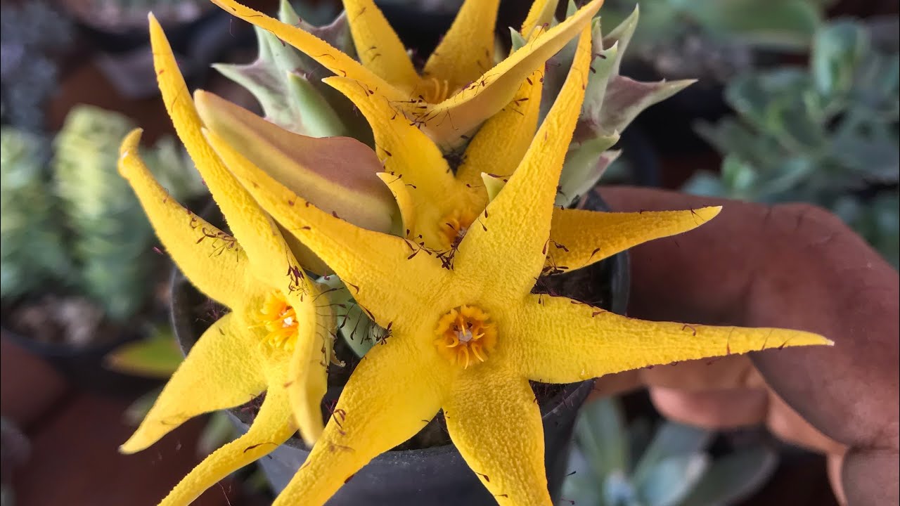 Replantando minha suculenta Orbea Lutea