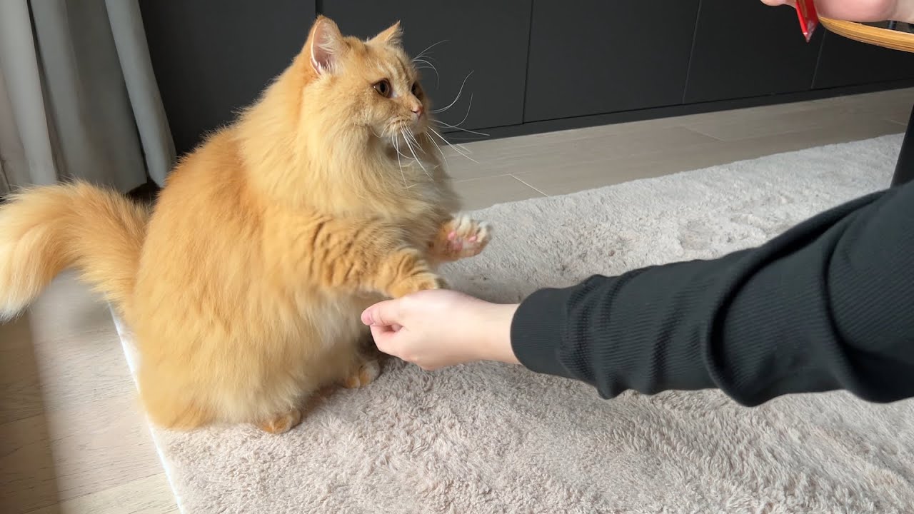 Trick & Treat with My Cat - Day 6