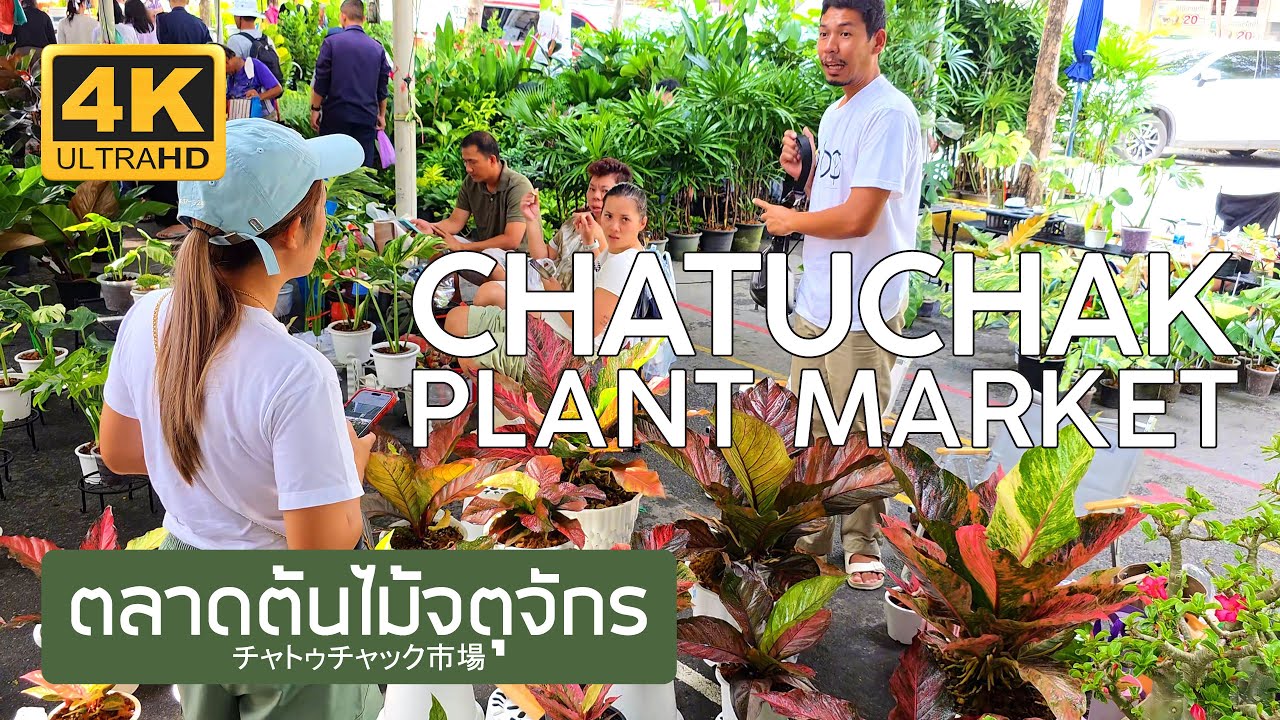 ตลาดต้นไม้จตุจักร 25 กันยายน 2568 Chatuchak Plant Market September 25th, 2025 チャトゥチャック市場 バンコク タイ