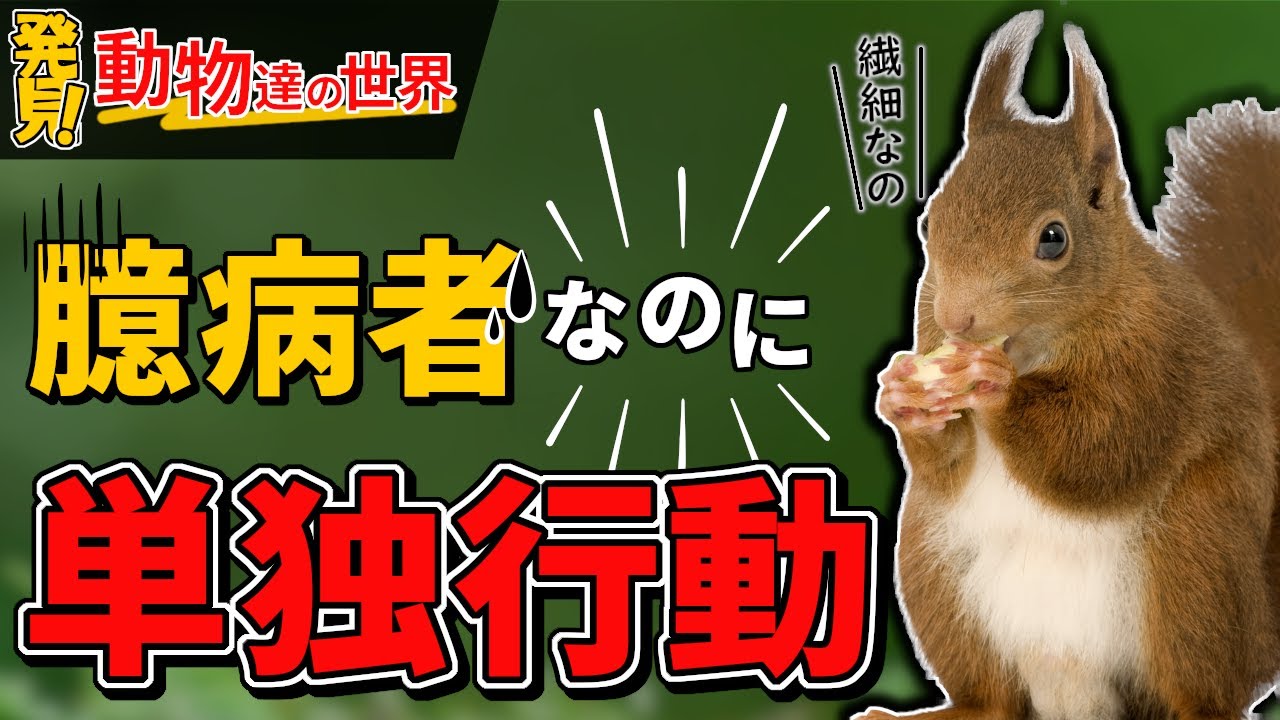 【リスの魅力】徹底解説！小さな体に秘められた驚きの生態