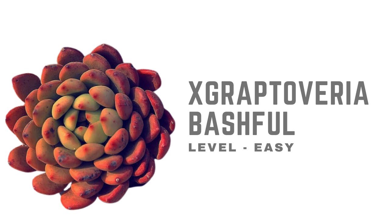 || XGRAPTOVERIA BASHFUL || CARE TIPS ||