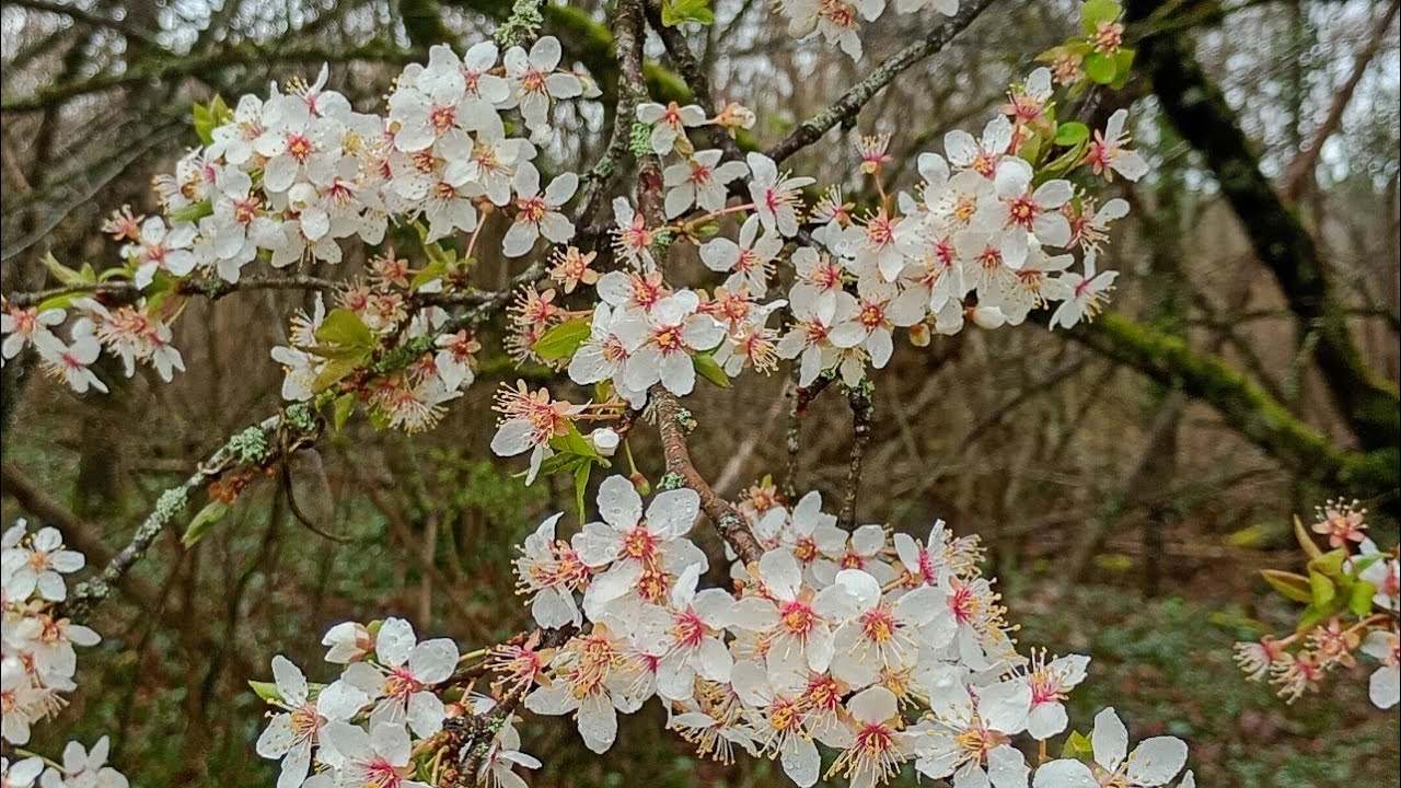 Le Printemps S' Invite 11 Mars 2026