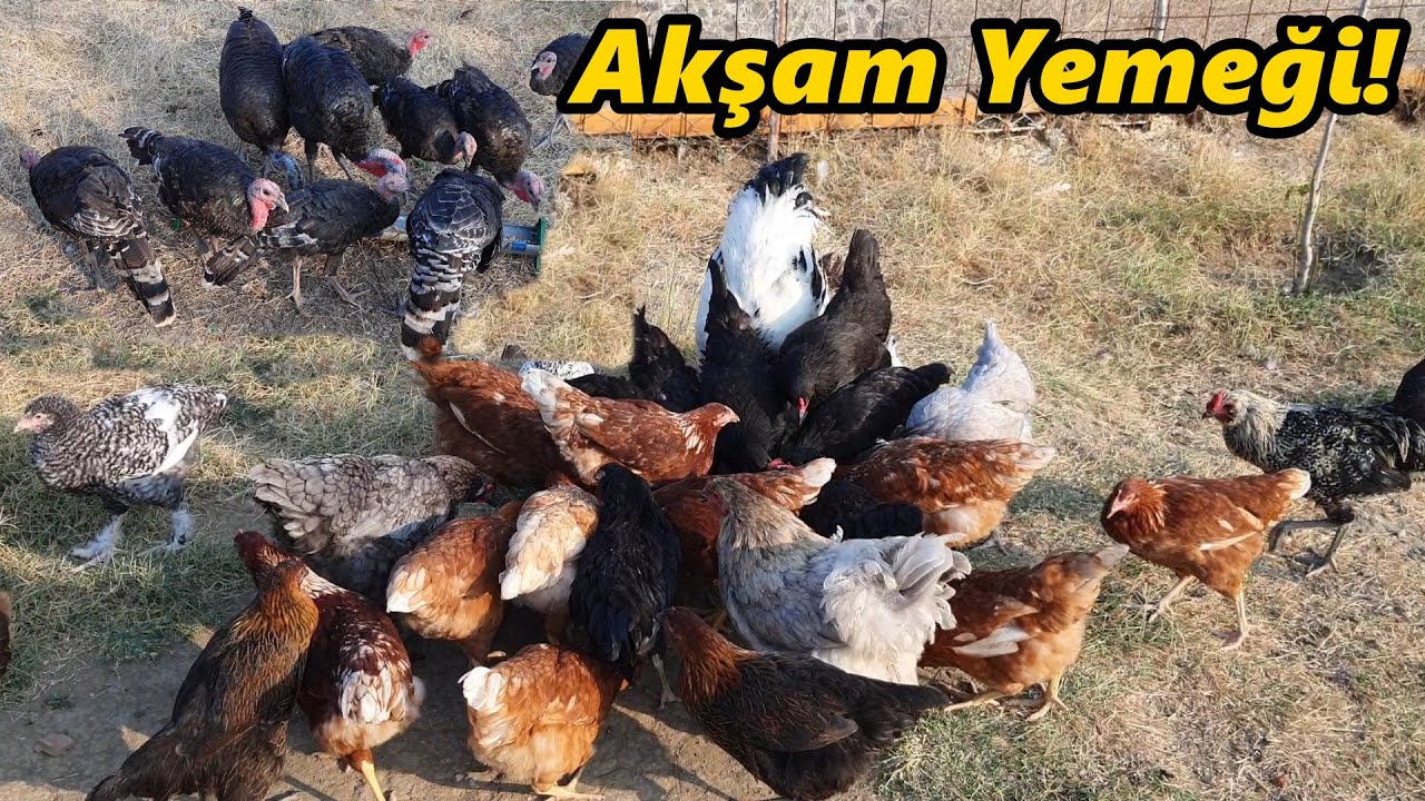 Tavukların Akşam Yemlemesi!-Kel Pleymut Türken!#Tavuk#Civciv#Horoz#hindi