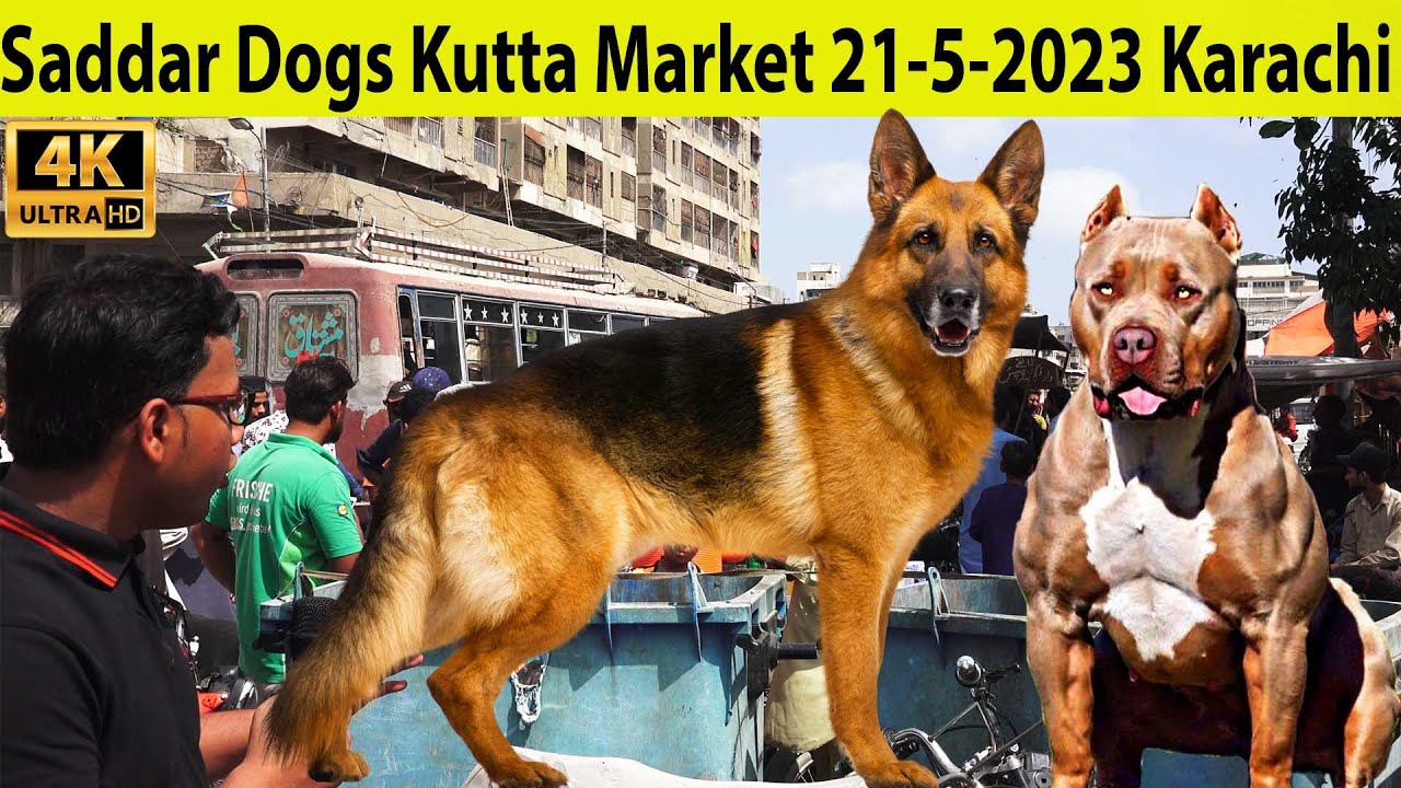 Saddar Dogs Kutta Market 21-5-23 Karachi | German Shepherd American Pit Bull Terrier Husky Dogs