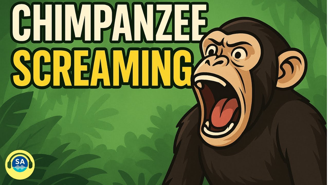 🐒 Chimpanzee Screaming &ndash; Monkey / Ape Sound Effect