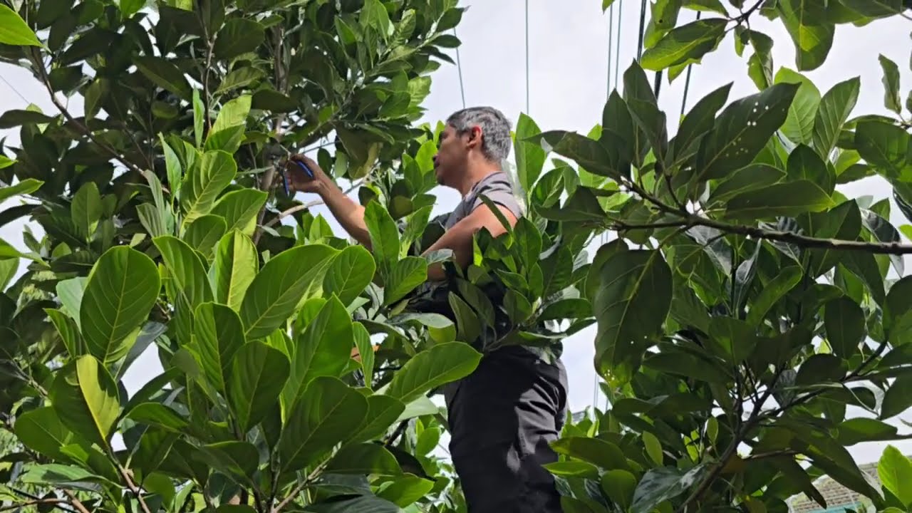 AGAR POHON NANGKA CEPAT BERBUAH