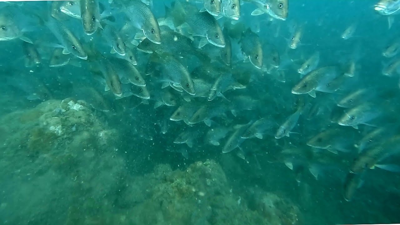 NGERII SPEARFISHING KETEMU SARANG KAKAP MERAH RIBUAN EKOR