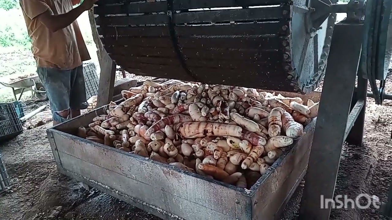 FAZENDO A FARÍNHA DE MANDIOCA