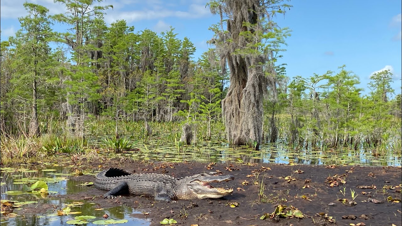 Okefenokee Adventures at Okefenokee National Wildlife Refuge in Folkston, Georgia.