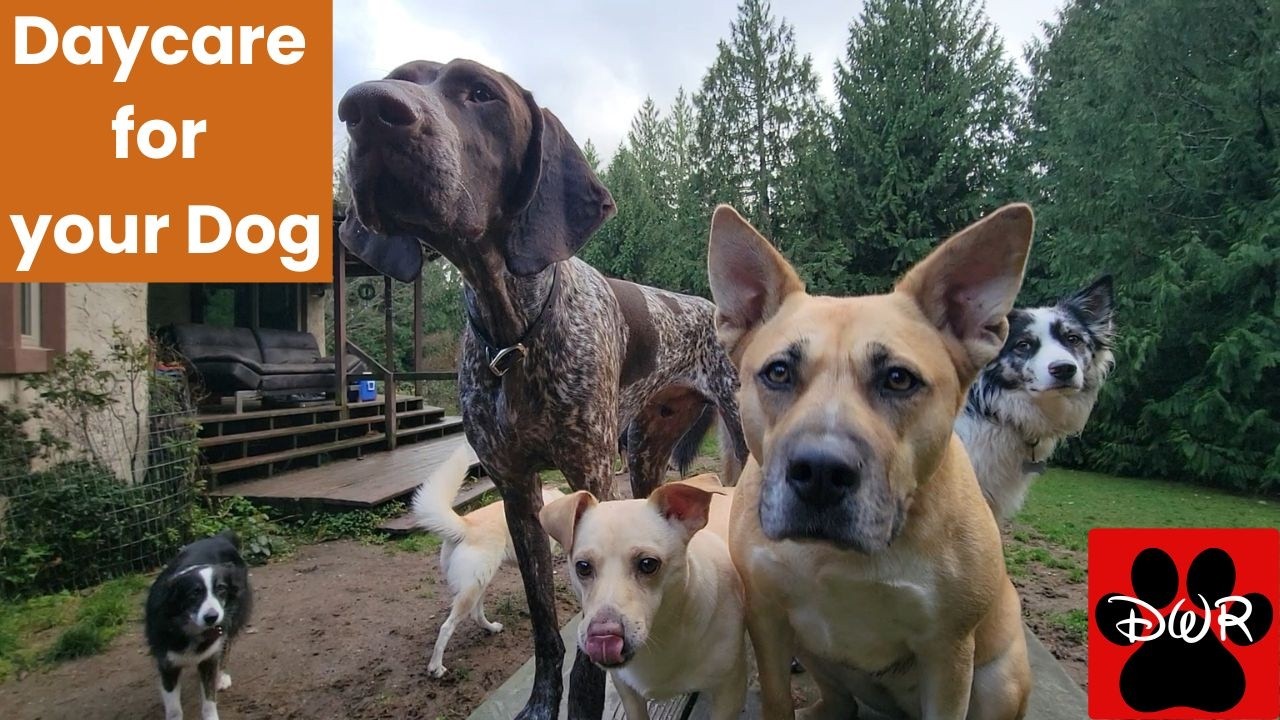 🐕&zwj;🦺🐕❄🌲 Daycare for your dog 🐕&zwj;🦺🐕❄🌲  Keep your dog busy while you are away or watch together 🥰❤💤