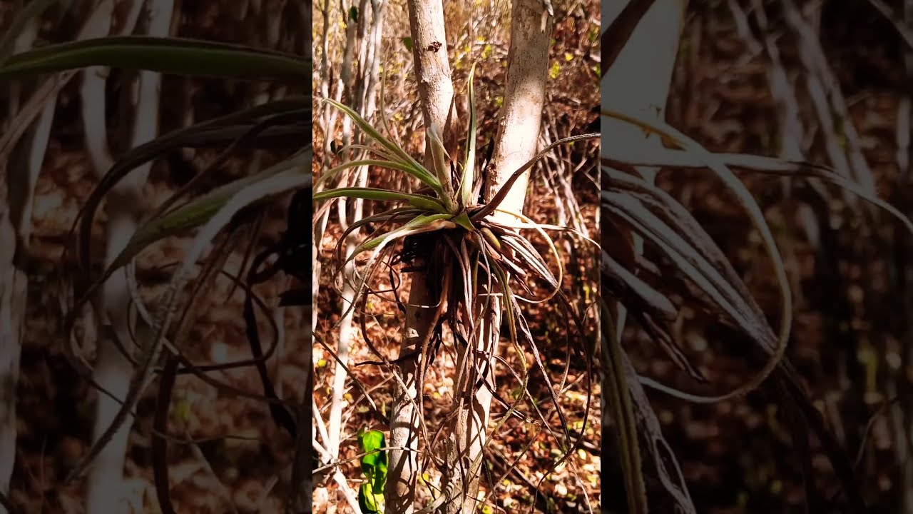 Til&acirc;ndsia paleacea, na natureza