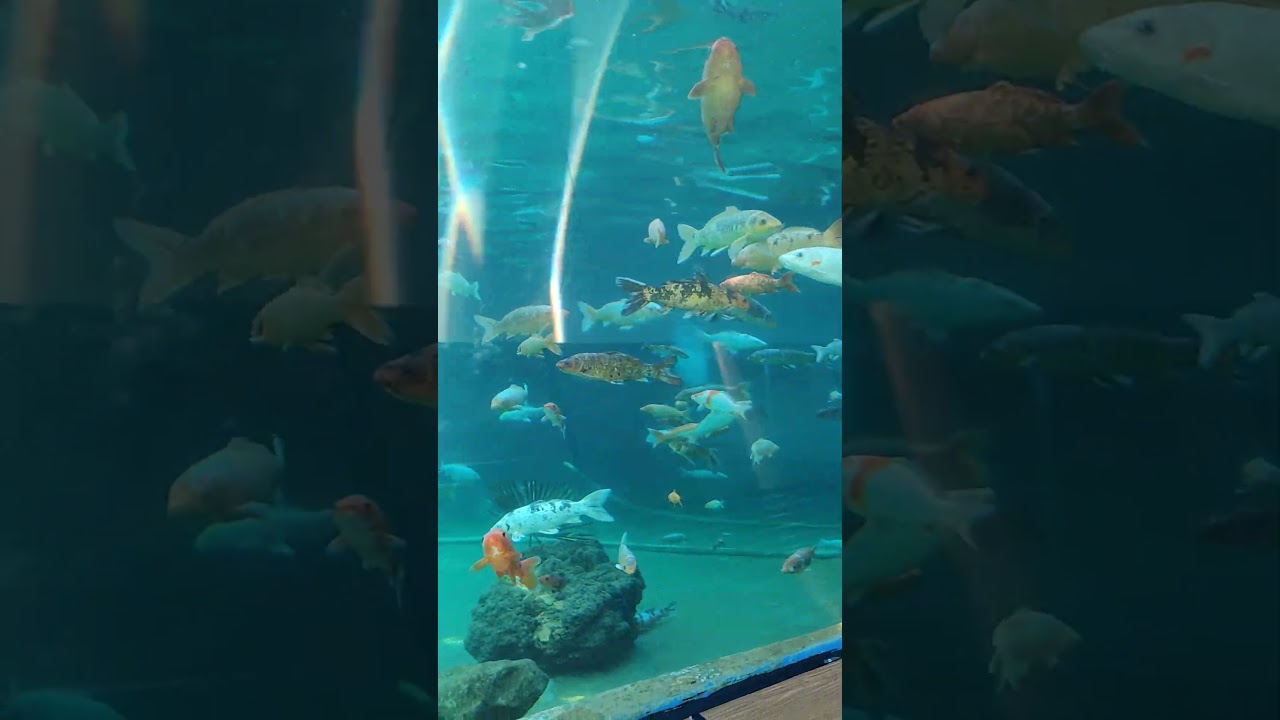 Tünel Akvaryum Bursa  