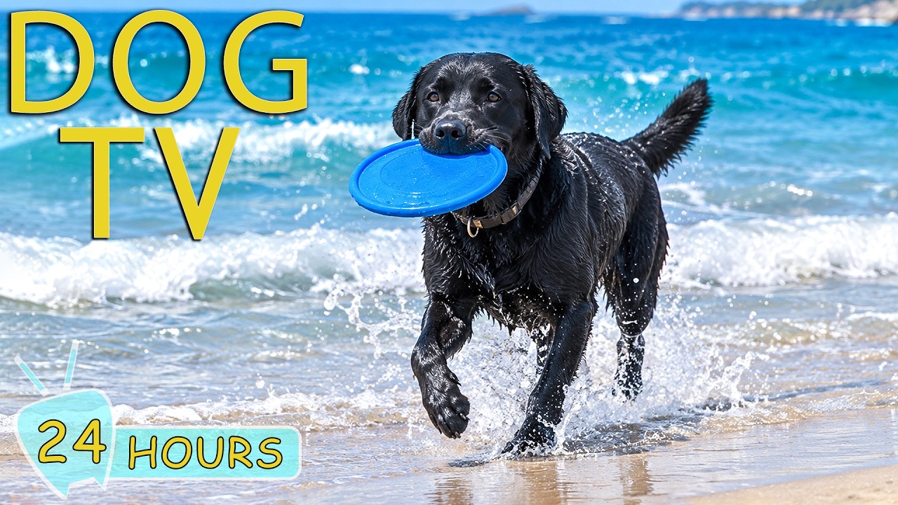 DOG TV: Best Videos to Keep Dogs Happy & Entertained While You're Away - Calming Music for Dogs