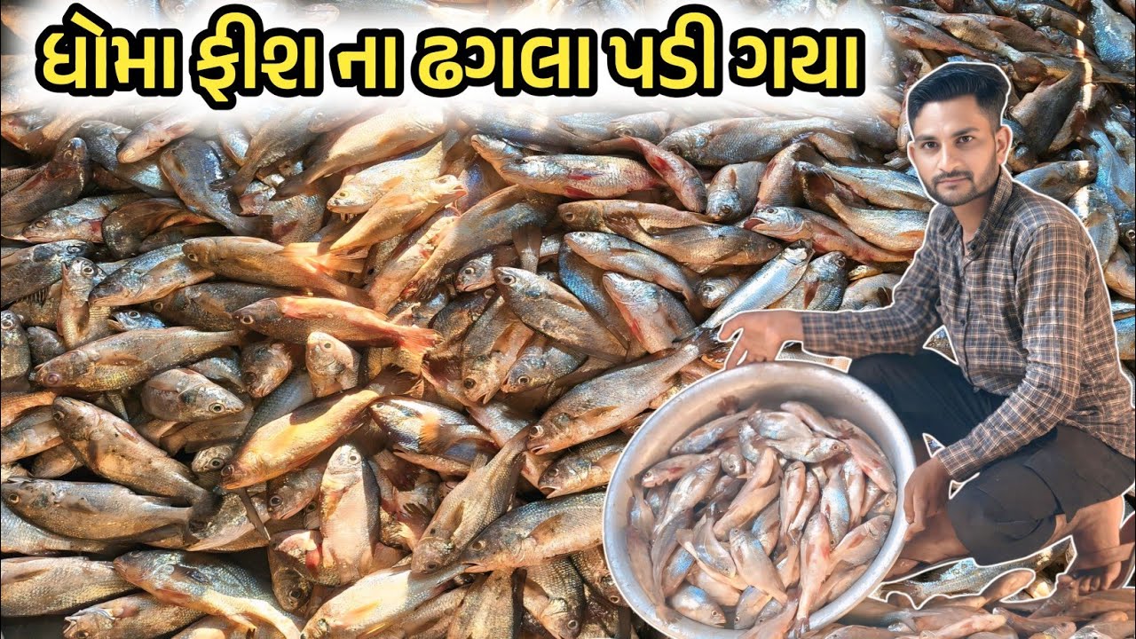 આજે તો બોટ માં ધોમા ફીશ ના ઢગલા પડી ગયા ⛵Croaker Fish