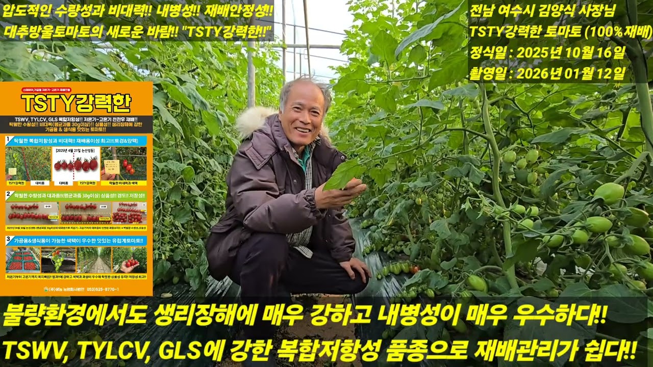 [TSTY강력한] 압도적인 수량성과 비대력! 내병성! 재배안정성! 맛있는 유럽계 대추방울 