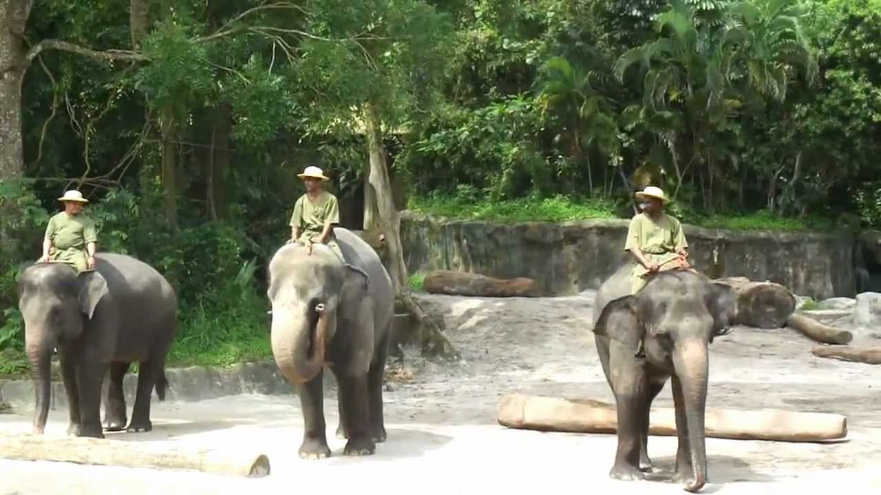 Elephant Show at Singapore Zoo