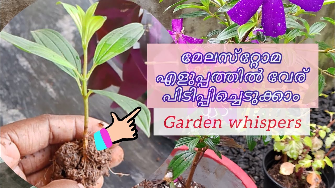 Easily Propagate New Melestoma Plant From Cuttings @suprabhadevi-20