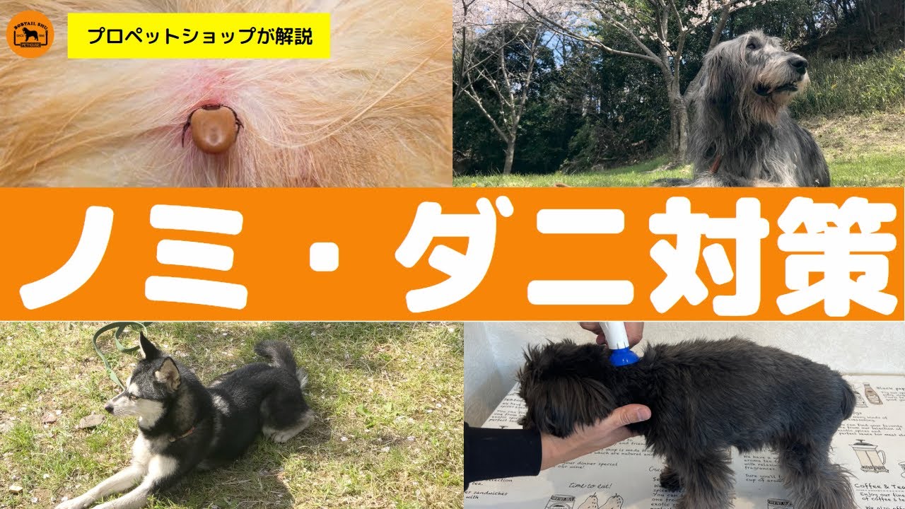 飼い主として絶対必須！ノミ・ダニ対策