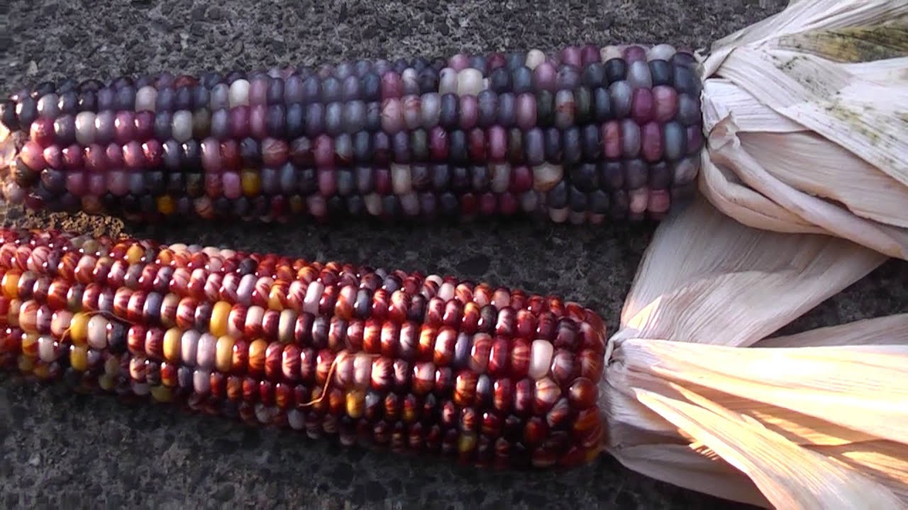Indian Corn: (Flint corn) Beautiful pieces...