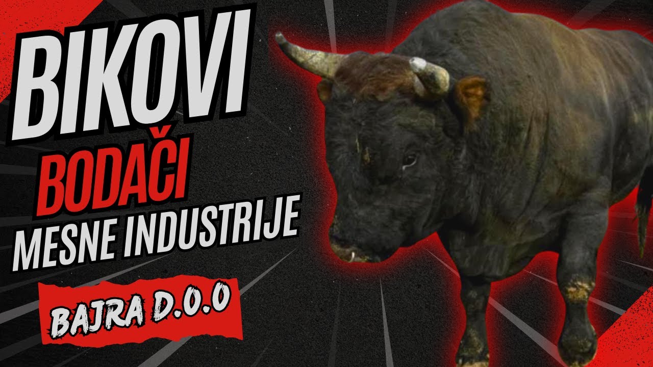 BIKOVI NA FARMI BAJRA DOO KUTANJA 2025