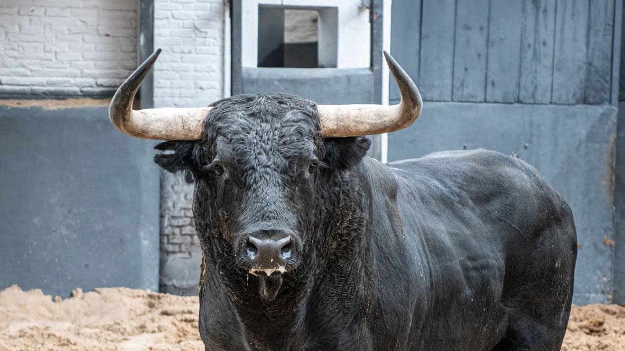 Desembarque de los toros de Palha para el Domingo de Resurrección en Las Ventas