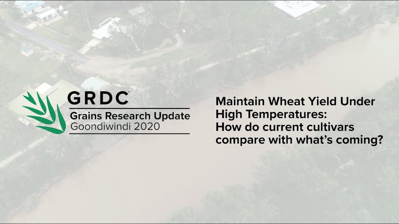Better Wheat Yields from Improved Heat Tolerance