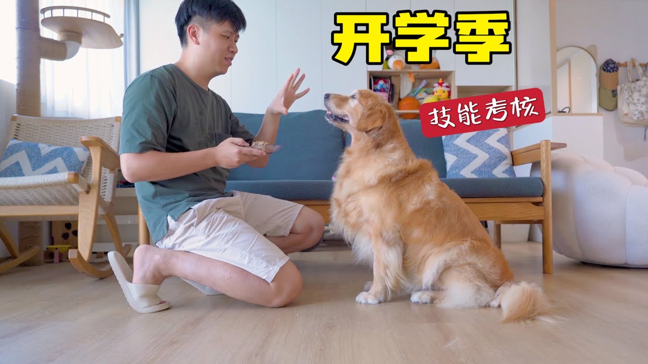 抽查狗狗几年前学的技能，狗还记得吗？