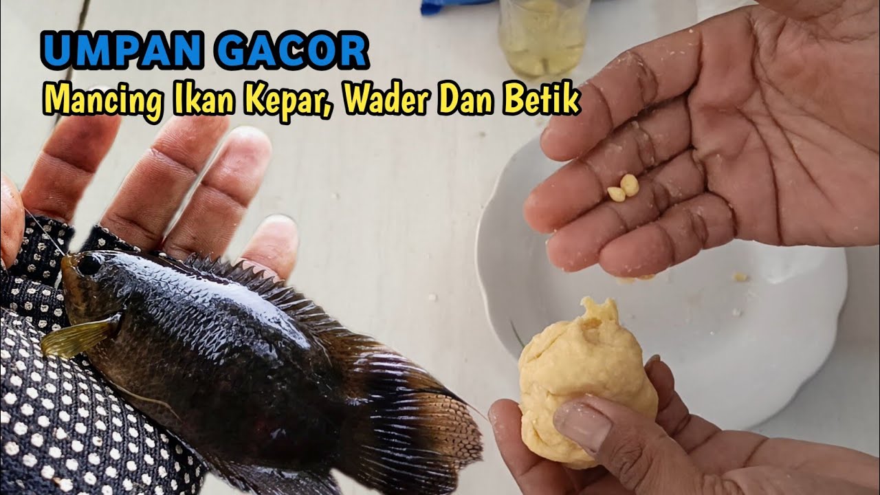 CARA MEMBUAT UMPAN MANCING IKAN WADER KEPAR DAN BETIK | UMPAN MANCING RACIKAN | TUTORIAL