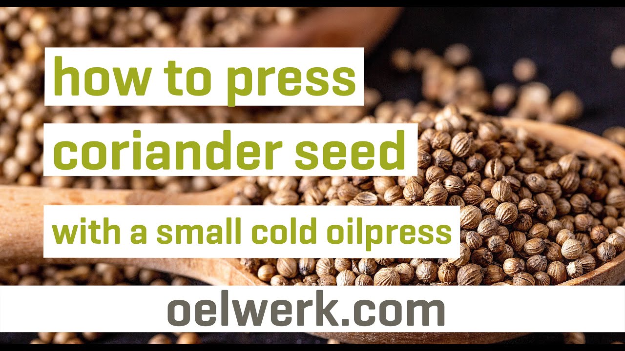 coriander seed oil pressing with small cold oilpress - made in germany