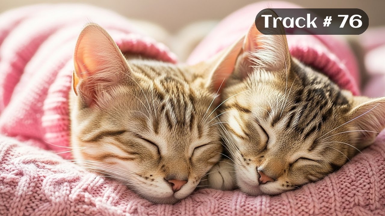 [Sleepy Cats Piano #76] Relaxing Piano Music with Cute Cats