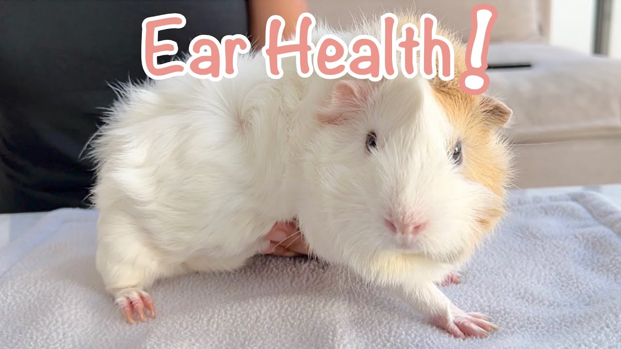 Should I Clean My Guinea Pig's Ears? How to Clean Them?
