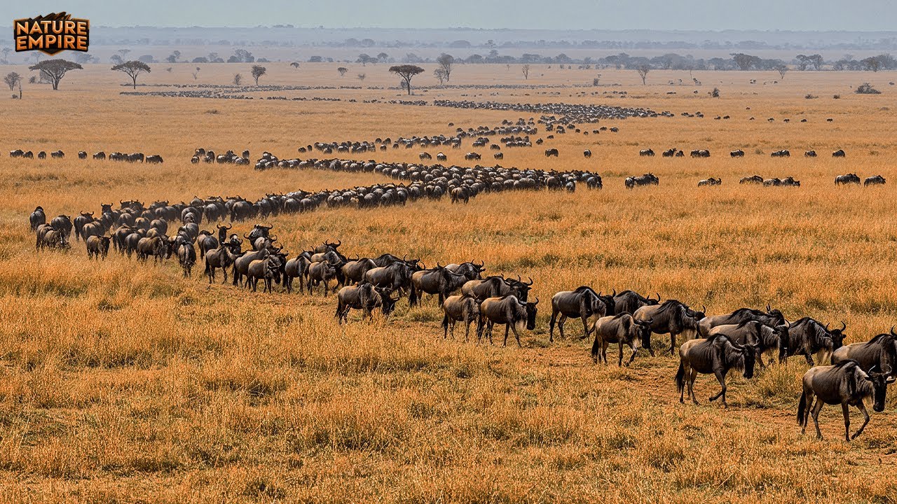 OD SERENGETI DO MAASAI MARA | Ekstremalne przetrwanie na najbardziej śmiercionośnej trasie Afryki