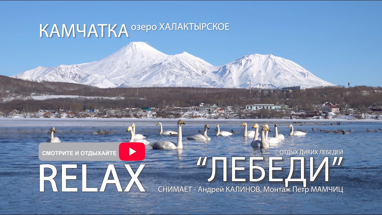 Дикие Лебеди на Камчатке..залипательное видео со всех возможных ракурсов в 4k качестве. РЕЛАКС видео