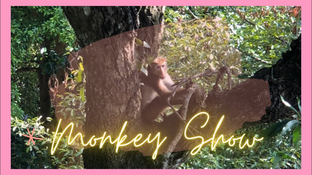 Monkey Show | Kandy Sri Lanka | Rebecca Abr