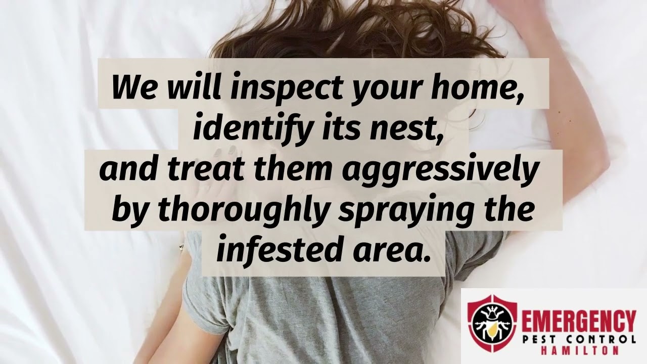 Pest Control Service-  Hamilton Emergency Pest Control