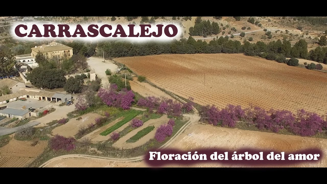 Floración del árbol del amor. Carrascalejo.