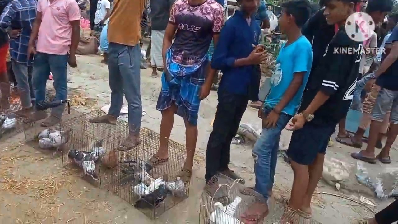 আজকে পাইকারি ভাইদের কবুতর, আপনাদের দেখানোর চেষ্টা করলাম।
