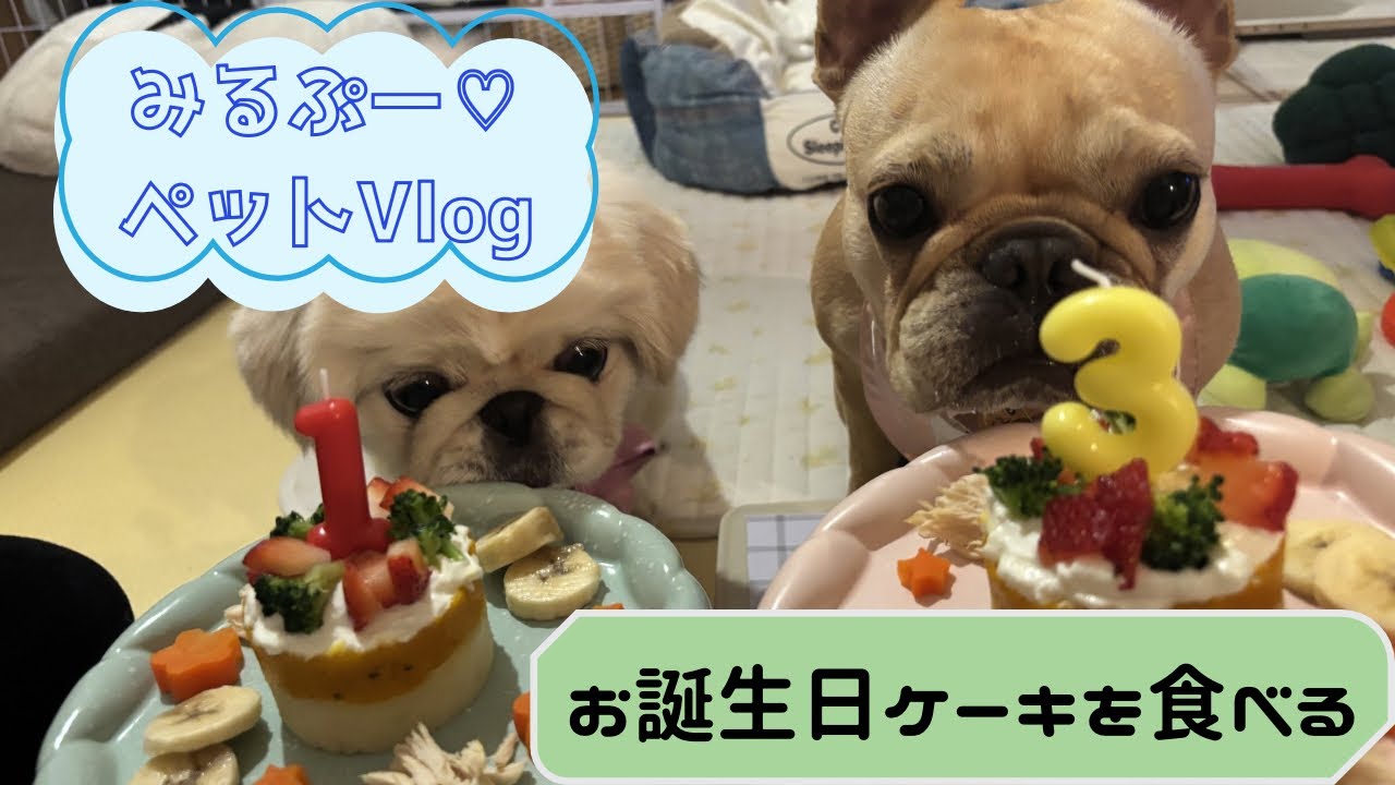 みるく３才のお誕生日🎂あたちは食べるのが大好き。1番好きなことは食べること。毎年お祝いさせてね❤️おめでとう🎉