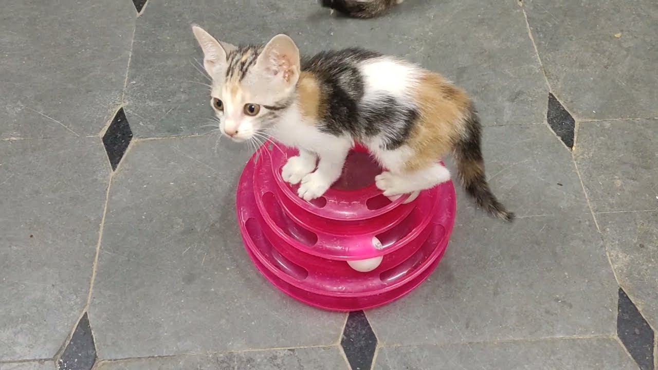 Kittens 🐈 play
