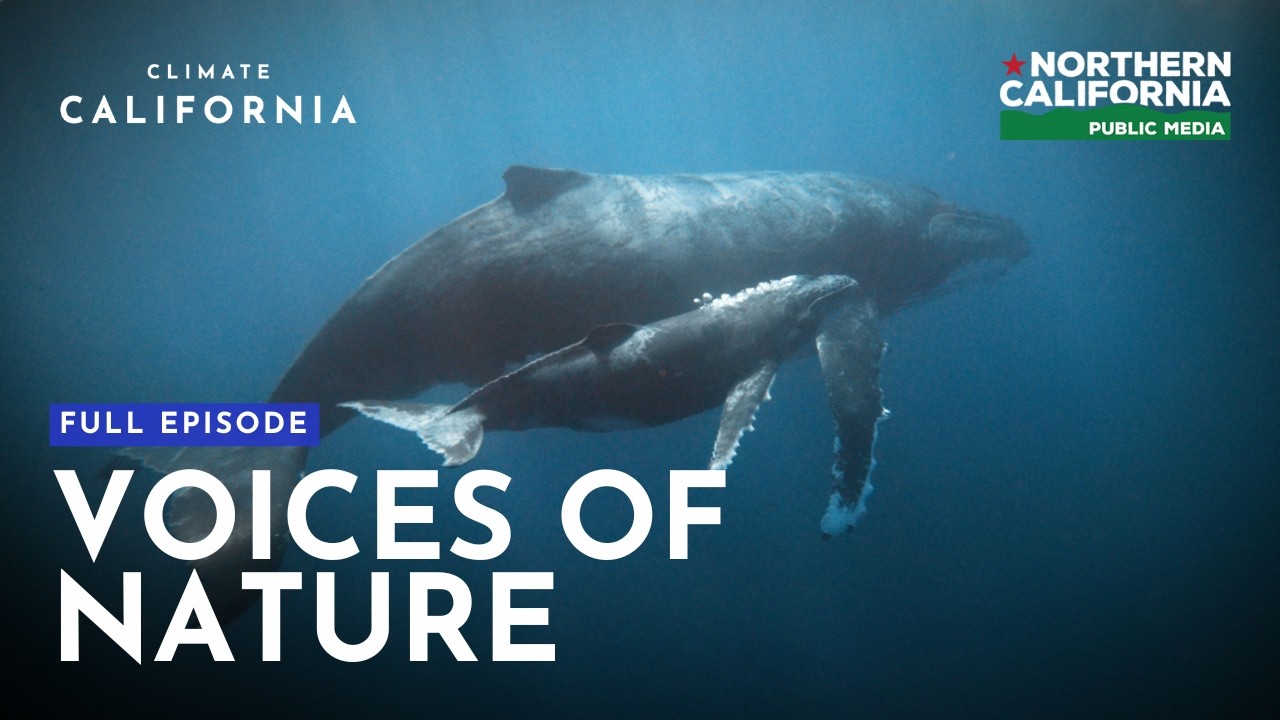 Music Is the Key to Biodiversity Conservation. No, Really. | Climate California