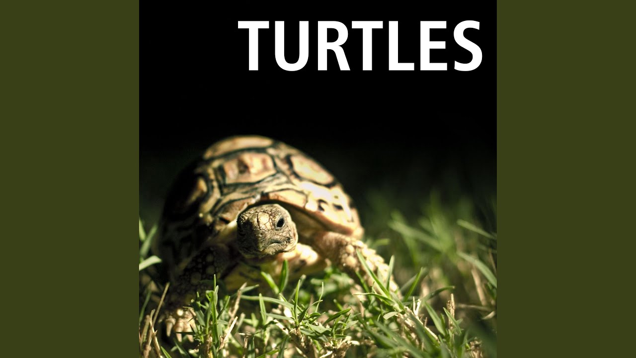 Song About Turtles