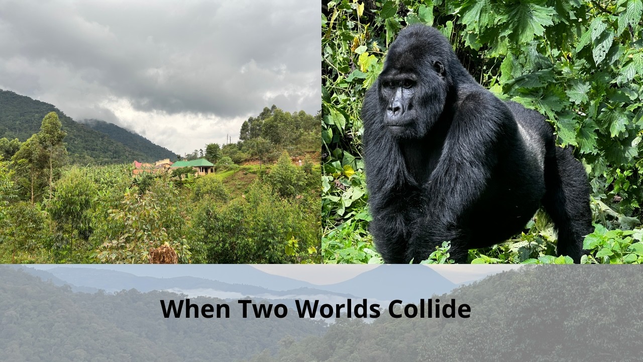 Can Humans and Wildlife Coexist?