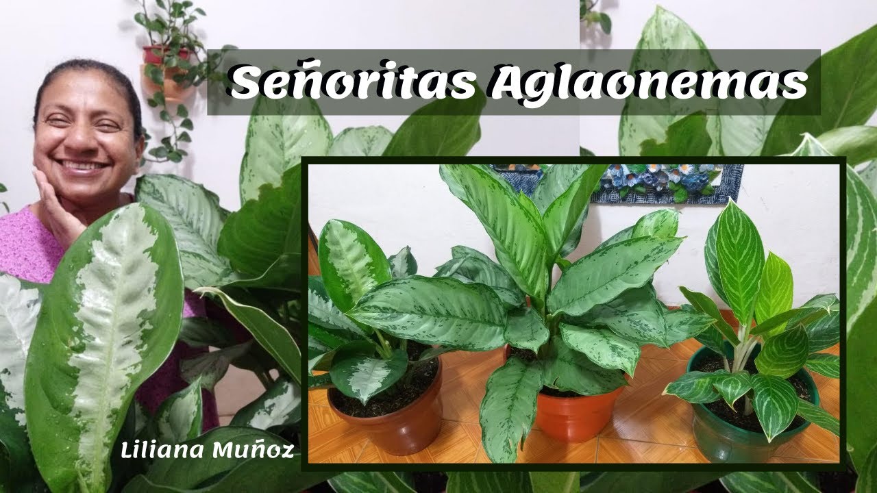 SEMBRANDO AGLAONEMAS / Liliana Muñoz
