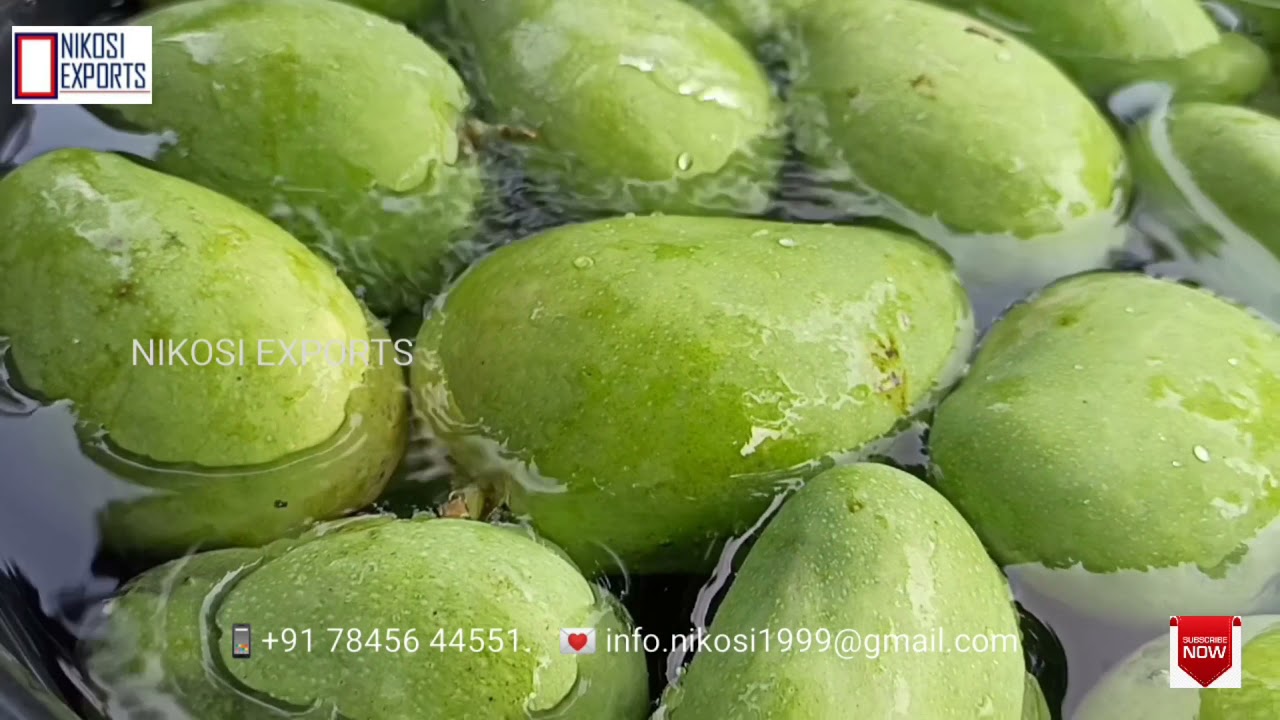 World best Indian Mango || Mango Export Packing Process || Farm Fresh & Natural Farming || NIKOSI ❤️